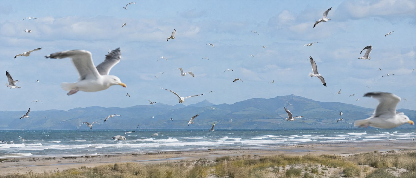 A flock of seagulls in flight over a beach, with the sea and a mountain ridge behind.